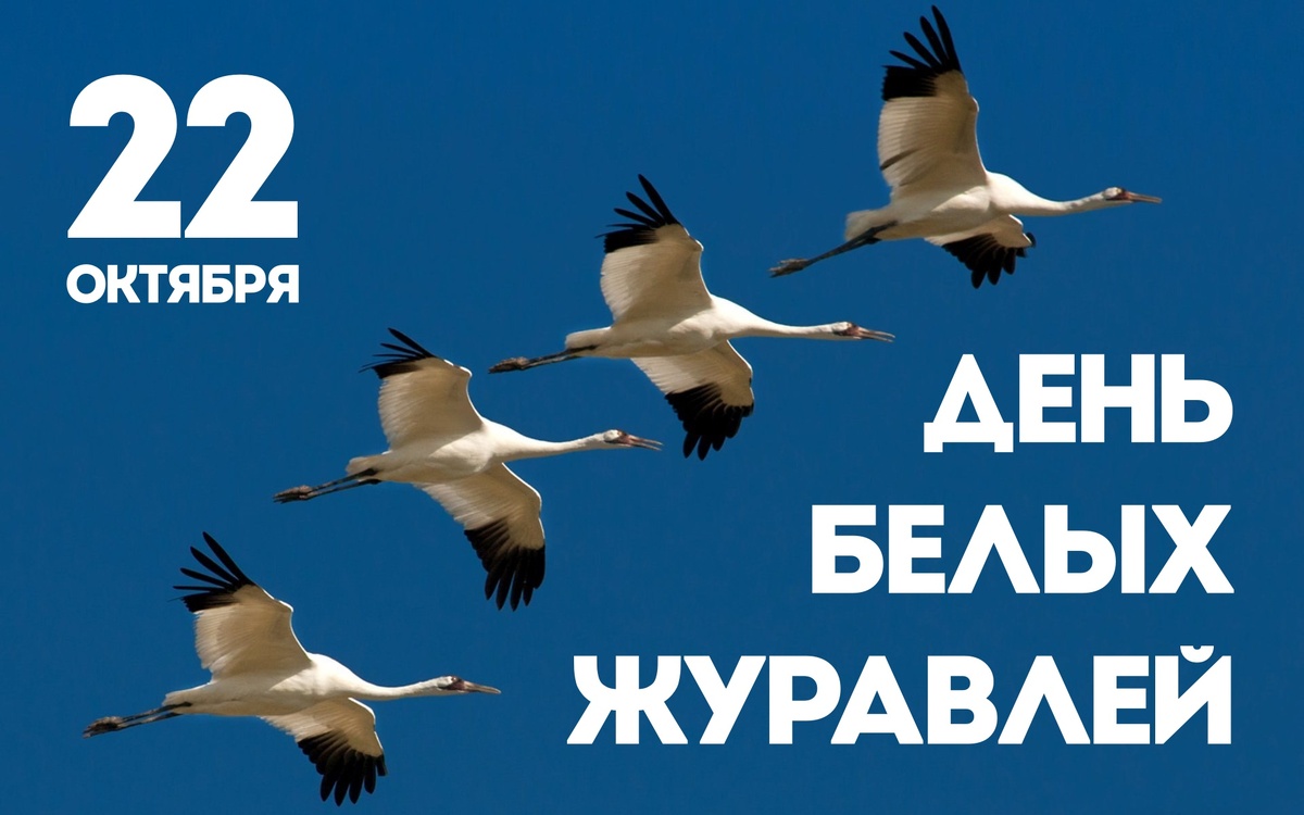 Студенты СГУ стали призёрами и победителями номинаций «Российской студенческой весны - 2023»